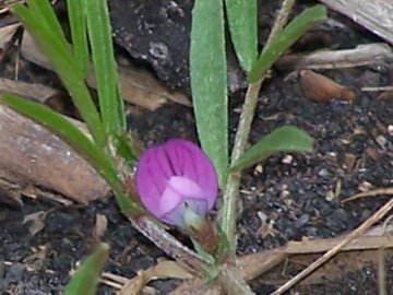 Un''altra piccola Vicia  - Vicia cfr.lathyroides